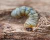 SIGNS OF WOODWORM