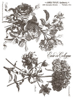 FLORIOGRAPHY IRON ORCHID DESIGNS Paint Inlay -  8 page 12x16 inch (Limited Edition)