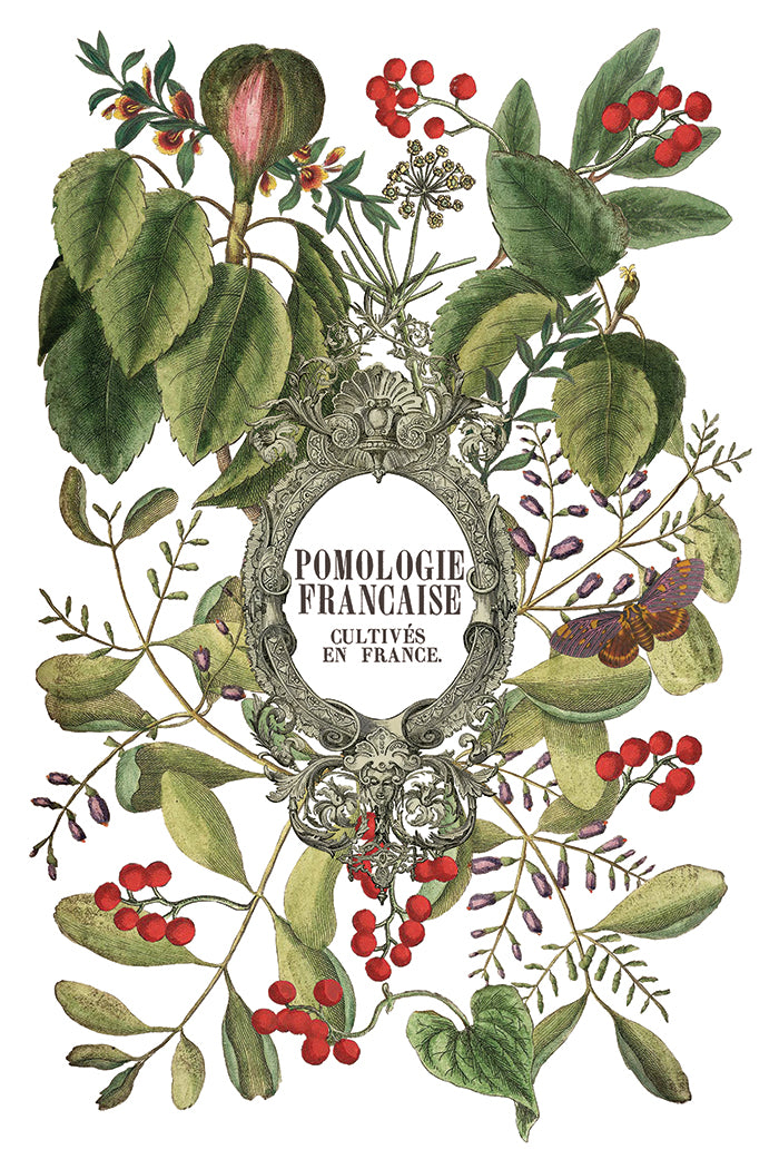 Clementine Decor Transfer - Iron Orchid Designs UK