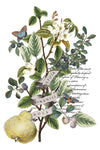 Clementine Decor Transfer - Iron Orchid Designs UK