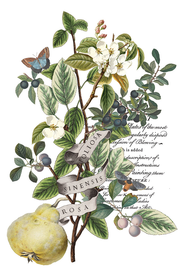 Clementine Decor Transfer - Iron Orchid Designs UK