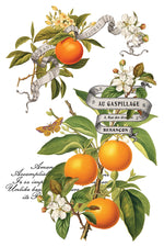 Clementine Decor Transfer - Iron Orchid Designs UK