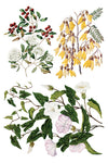 SARAH FEATON'S BOTANICALS - IRON ORCHID DESIGN TRANSFER - 12 X 8" - 8 sheets