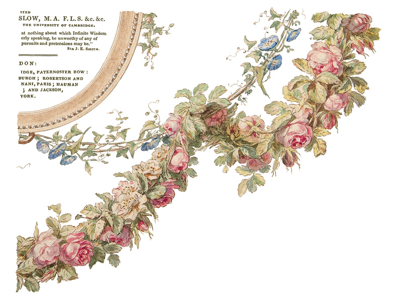 IOD The Botanist Decor Transfer by Iron Orchid Designs