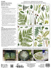 Fronds Botanical Decor transfer by Iron Orchid Designs 12 x 16" (pad of 4 sheets) for furniture, crafts and decor