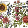IOD Décor Transfers: Botanist journal transfer 24"x33" - Doodledash